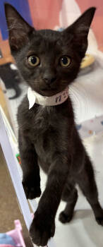 Rescue Domestic Short Hair Cats for Adoption in North Charleston, South Carolina - 88248a Sloth-Petco North Charleston | PetCurious