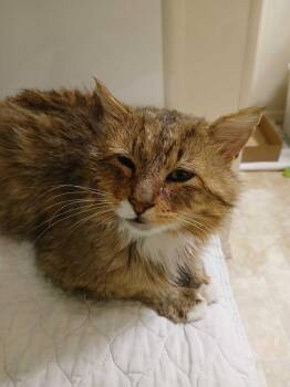 Humphrey -  Domestic Long Hair Cat for Adoption in Seattle, Washington - Humphrey | PetCurious