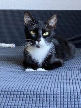 Jessica -  Domestic Short Hair Cat for Adoption in Sacramento, California - Jessica | PetCurious