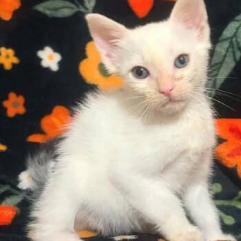 Malcolm* -  Domestic Short Hair Cat for Adoption in San Gabriel, California - Malcolm* | PetCurious