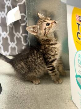 Domestic Long Hair Cats Available for Adoption in Algona, Iowa - TUCK | PetCurious