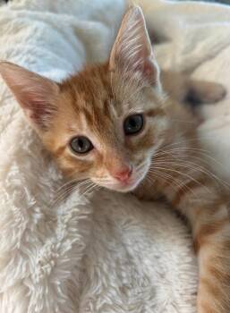 South Carolina -  Domestic Short Hair Cat for Adoption in Columbus, Nebraska - South Carolina | PetCurious