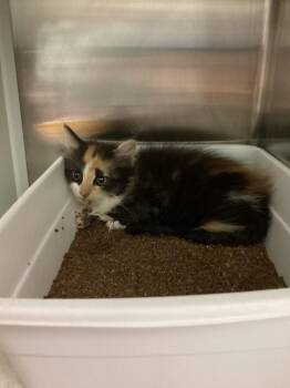 Domestic Short Hair Cats Available for Adoption in Athens, Tennessee - Kirby | PetCurious