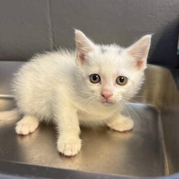 Tobias -  Domestic Short Hair Cat for Adoption in Tuscaloosa, Alabama - Tobias | PetCurious