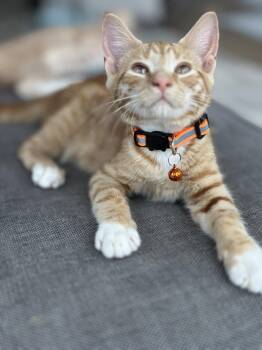 Bruno (orange collar<3) -  Domestic Short Hair Cat for Adoption in Charleston, South Carolina - Bruno (orange Collar<3) | PetCurious