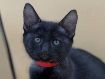 Thyme -  Domestic Short Hair Cat for Adoption in Portland, Oregon - Thyme | PetCurious