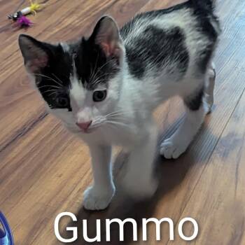 Gummo -  Domestic Short Hair Cat for Adoption in Ashland, Virginia - Gummo | PetCurious