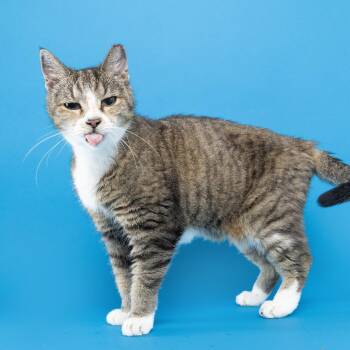 Mildred -  Domestic Short Hair Cat for Adoption in Franklin, Tennessee - Mildred | PetCurious