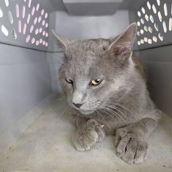 Domestic Short Hair Cats Available for Adoption - DUSTIN | PetCurious