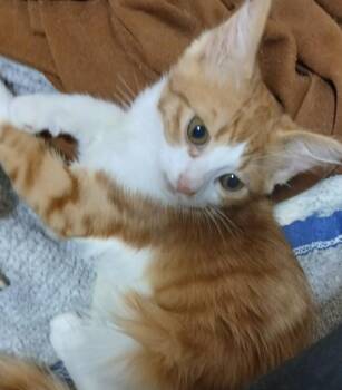 Domestic Medium Hair Cats Available for Adoption in Brampton, Ontario - Misha | PetCurious