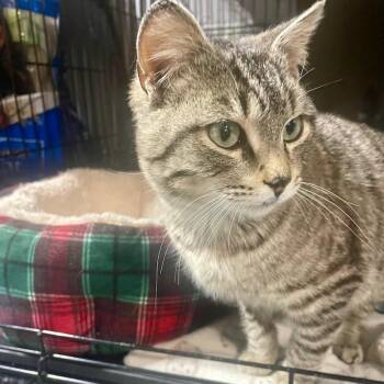 Tabby and Domestic Short Hair Cats Available for Adoption - Luther | PetCurious