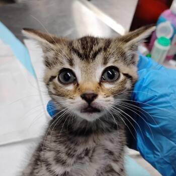 Bubbles -  Domestic Short Hair Cat for Adoption in Summerville, South Carolina - Bubbles | PetCurious