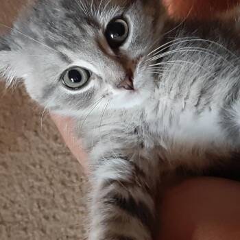 Nehemiah of the Trees -  Domestic Short Hair Cat for Adoption in Fredericksburg, Virginia - Nehemiah Of The Trees | PetCurious