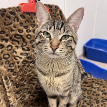Nico -  Domestic Short Hair Cat for Adoption in Arlington Heights, Illinois - Nico | PetCurious