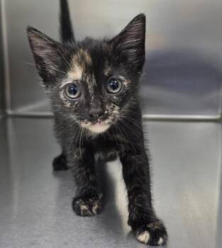 Bunny -  Domestic Short Hair Cat for Adoption in Sioux City, Iowa - Bunny | PetCurious