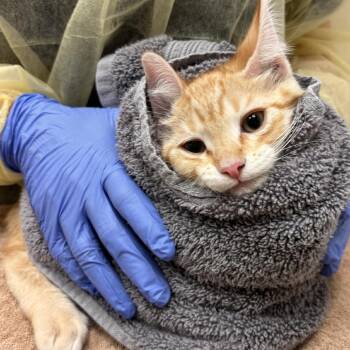Dustin Henderson -  Domestic Short Hair Cat for Adoption in Murray, Utah - Dustin Henderson | PetCurious