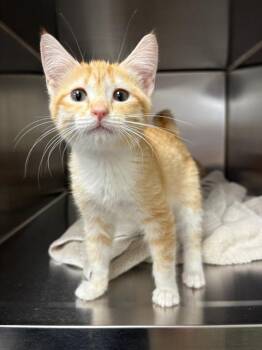 A123076 -  Domestic Short Hair Cat for Adoption in West Valley City, Utah - A123076 | PetCurious
