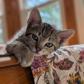 Kanga 26-05-109 -  Domestic Short Hair Cat Available for Adoption in Bastrop, Texas - Kanga 26-05-109 | PetCurious