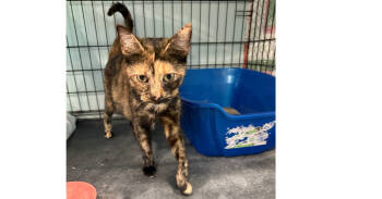 Rescue Domestic Short Hair Cats for Adoption in New Cumberland, West Virginia - Tortellini | PetCurious