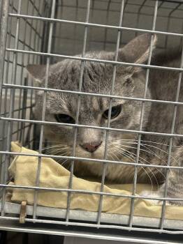 VICE -  American Shorthair Cat for Adoption in Las Vegas, Nevada - VICE | PetCurious