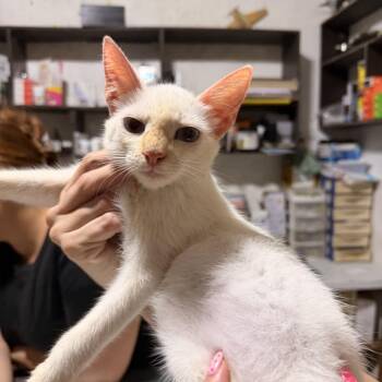 Gecko -  Domestic Short Hair Cat for Adoption in Bend, Oregon - Gecko | PetCurious