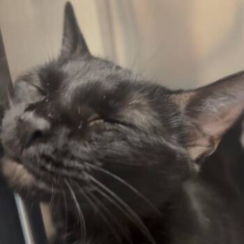 Effie -  Domestic Short Hair Cat for Adoption in Brockton, Massachusetts - Effie | PetCurious