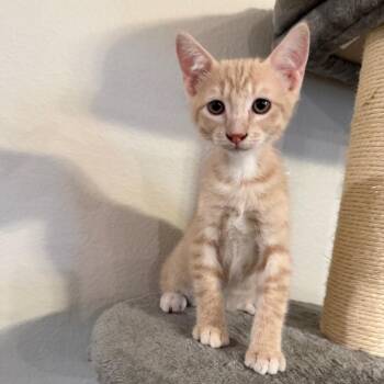 Frankie -  Domestic Short Hair Cat for Adoption in Midland, Texas - Frankie | PetCurious