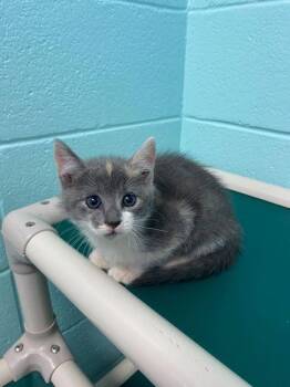 Domestic Short Hair Cats Available for Adoption in Spruce Pine, North Carolina - Nymphadora | PetCurious