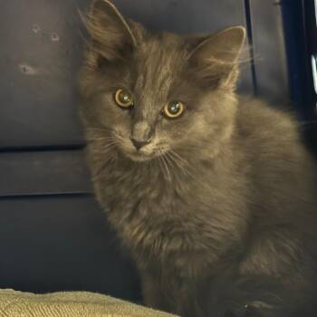 Via -  Domestic Medium Hair Cat for Adoption in Salt Lake City, Utah - Via | PetCurious
