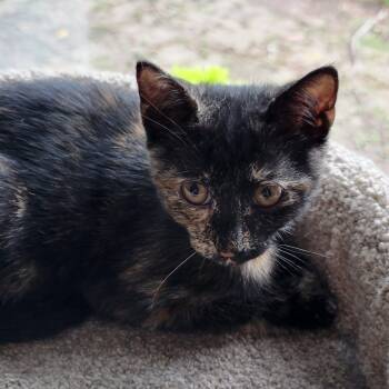 Ivy -  Tortoiseshell and Domestic Short Hair Cat Available for Adoption in Sanford, North Carolina - Ivy | PetCurious