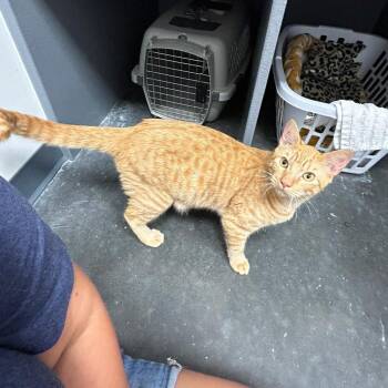 Lasagna -  Domestic Short Hair Cat for Adoption in Summerville, South Carolina - Lasagna | PetCurious
