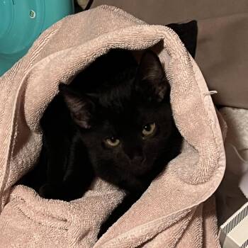Bagheera -  Domestic Short Hair Cat for Adoption in Saratoga Springs, New York - Bagheera | PetCurious