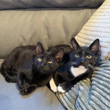 Angel & Artie - CCC -  Tuxedo and Domestic Short Hair Cat for Adoption in San Luis Obispo, California - Angel & Artie - CCC | PetCurious