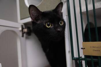 Logan -  Domestic Short Hair Cat for Adoption in Columbus, Ohio - Logan | PetCurious