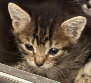 Scorch -  Domestic Short Hair Cat for Adoption in Lockhart, Texas - Scorch | PetCurious