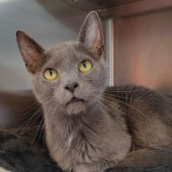 Domestic Short Hair Cats Available for Adoption - Vuitton | PetCurious