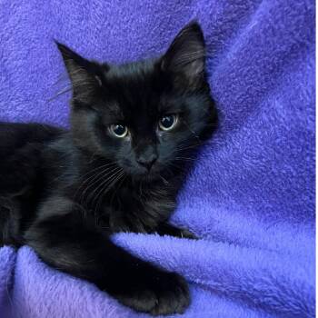Abby Swan -  Domestic Medium Hair Cat for Adoption in Merrifield, Virginia - Abby Swan | PetCurious