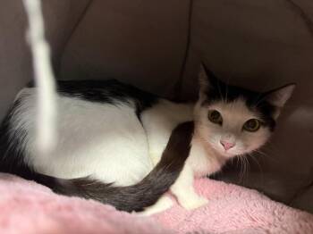 Bessie Mooie -  Domestic Short Hair and Tuxedo Cat for Adoption in Chandler, Arizona - Bessie Mooie | PetCurious