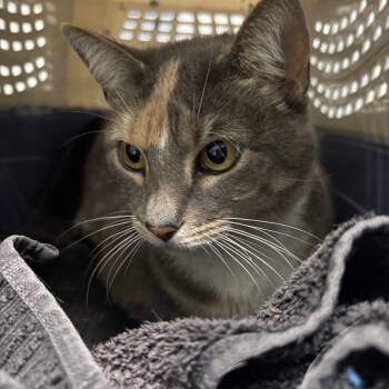 Rescue Domestic Short Hair Cats for Adoption in Summerville, South Carolina - Pop | PetCurious