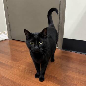 Perseus -  Domestic Short Hair Cat for Adoption in Milan, Illinois - Perseus | PetCurious