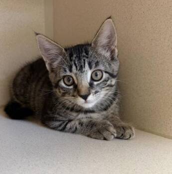 Tia -  Domestic Short Hair Cat for Adoption in New Hope, Pennsylvania - Tia | PetCurious