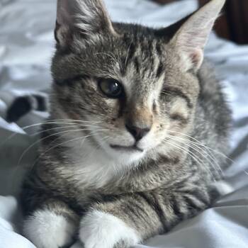 Denver -  Domestic Short Hair Cat for Adoption in Santa Ana, California - Denver | PetCurious