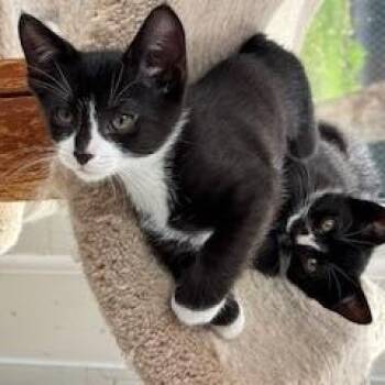 Domestic Short Hair Cats Available for Adoption in Mayfield, New York - Pickles & Relish | PetCurious