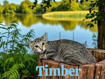 Rescue Domestic Short Hair Cats for Adoption in Bloomington, Illinois - TIMBER | PetCurious