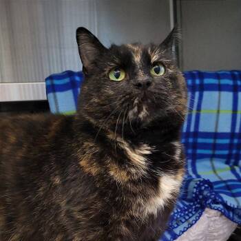 Domestic Short Hair Cats Available for Adoption in Nashville, Indiana - Kitty | PetCurious