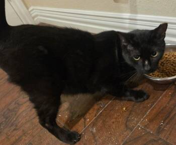 Dark Horse No Chip -  Domestic Short Hair Cat for Adoption in Dallas, Texas - Dark Horse No Chip | PetCurious