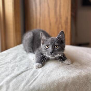 Polaris--In Foster -  Domestic Short Hair Cat for Adoption in Fargo, North Dakota - Polaris--In Foster | PetCurious