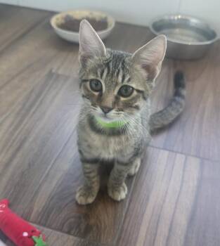 Penne -  Domestic Short Hair Cat for Adoption in San Diego, California - Penne | PetCurious
