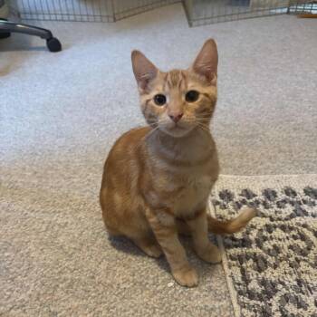 Rescue Domestic Short Hair Cats for Adoption in Abbotsford, British Columbia - Bricklethumb | PetCurious