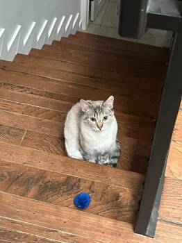 Betsy Ann -  Domestic Short Hair Cat for Adoption in Millcreek, Utah - Betsy Ann | PetCurious